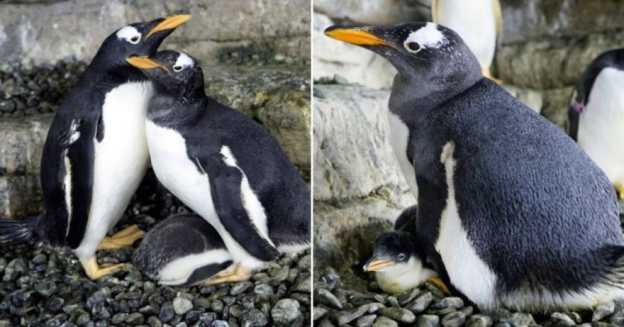 Ndodh për herë të parë, pinguinët gay bëhen prindër