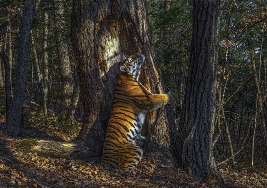 U filmua nga kamera e fshehtë, tigri siberian fiton çmimin e FOTO-s  të botës së egër