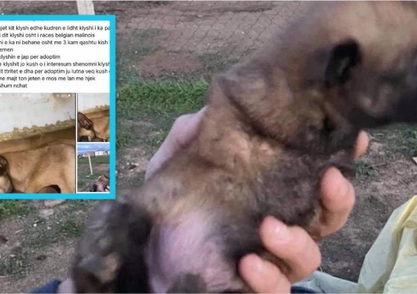 E rrallë: Në Kosovë lind një qen me tri këmbë