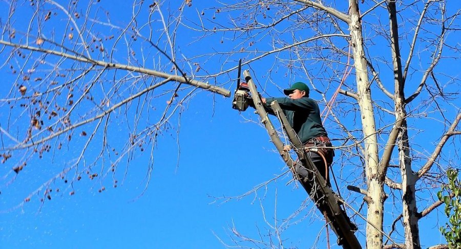 Selanik, kopshtari shqiptar bie nga shkallët dhe vdes duke krasitur pemët