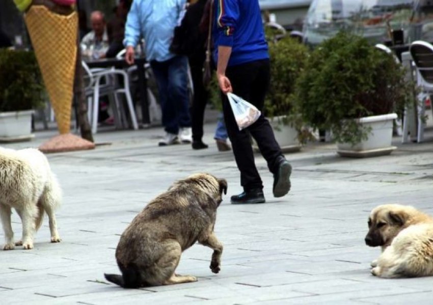 AUV ka ndarë 700 mijë euro për trajtimin e qenve endacak