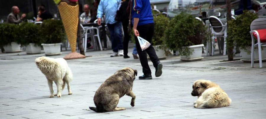 Kosova nën ‘ethet’ e qenve endacakë, Speciales dhe COVID-19