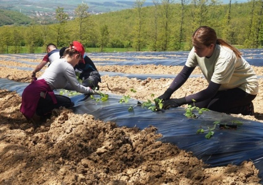 Lajm i mirë, fillon pagesa e subvencioneve për fermerët në Kosovë
