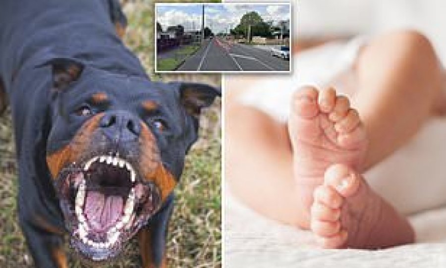 Qeni ‘rottweiler’ i familjes vret beben disa-ditëshe nga xhelozia 