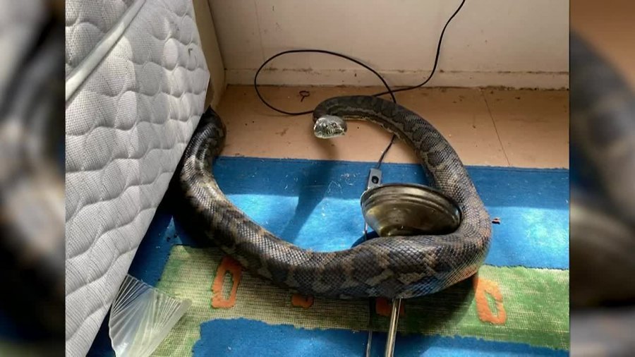 Tmerrohet pronari shtëpisë, i bien dy gjarpërinj me përmasa të frikshme nga çatia