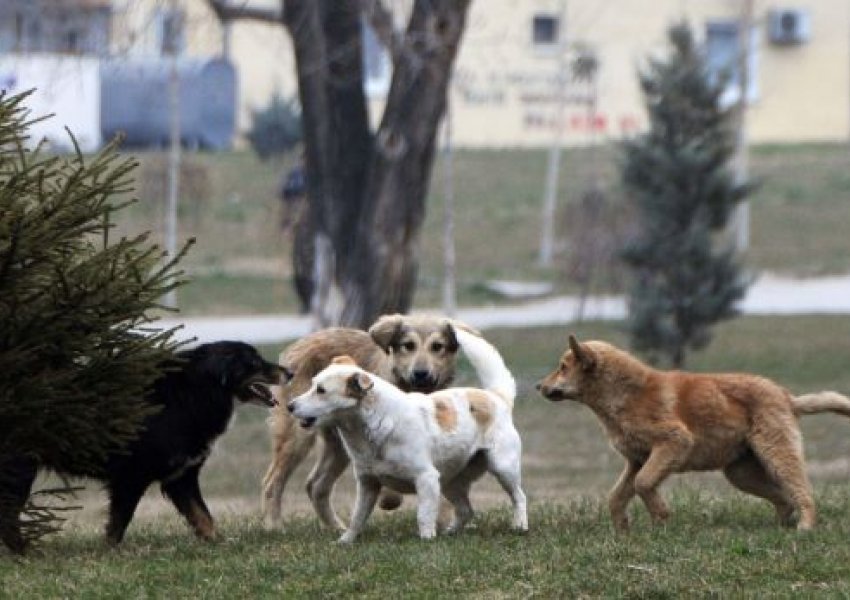 Banorët e Prishtinës në hall me qentë endacak, reagon KMDLNj