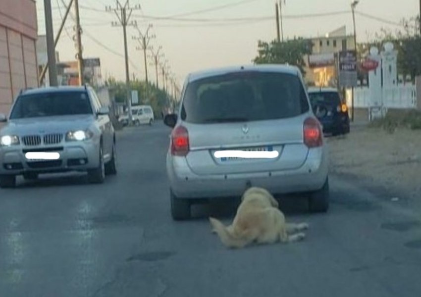 Durrës/ Ngjarje e rëndë: vret qenin duke e tërhequr zvarrë me makinë
