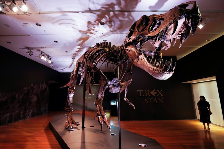 Del në shitje skeleti i një tiranosauri 67 milion vjeçar