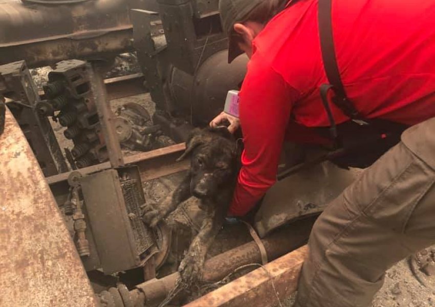 Shpëtohet këlyshi i mbetur nën rrënojat e nxehta të shtëpive, ndërsa zjarret vazhdojnë të djegin Kaliforninë