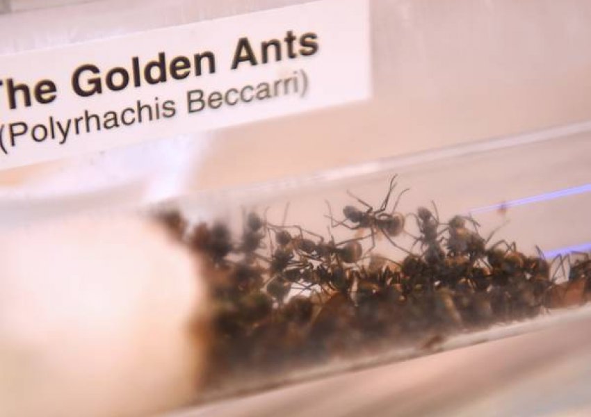 Singapor, kap tregun duke shitur milingona në kulmin e pandemisë