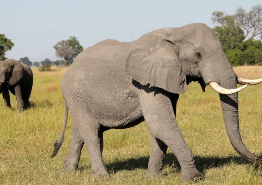 Botsvana, zbulohet shkaku i ngordhjes së 330 elefantëve