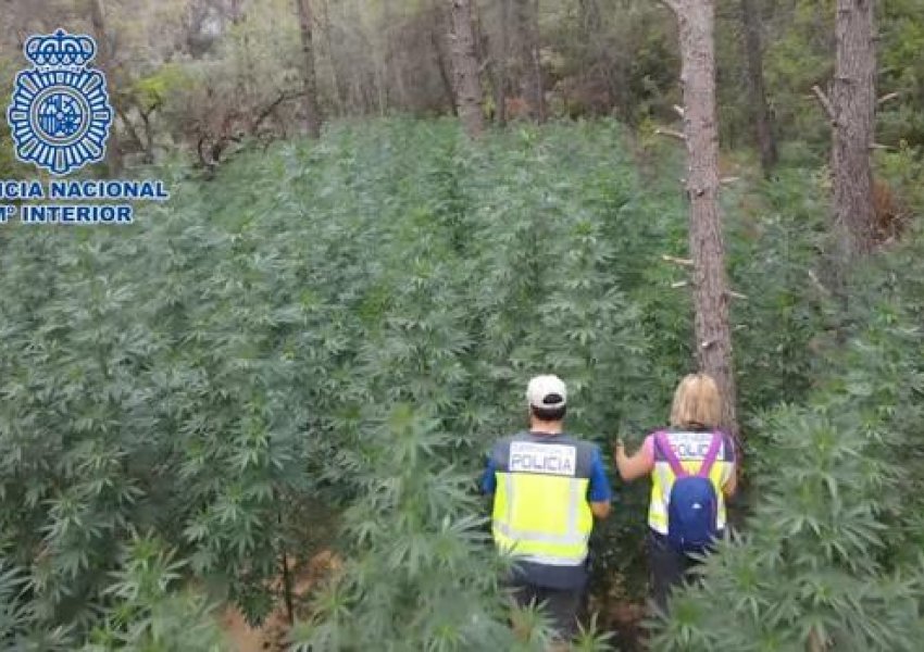 Spanjë, plantacion gjigant me 10 ton marihuanë në mes të pyllit, arrestohen dy shqiptarë