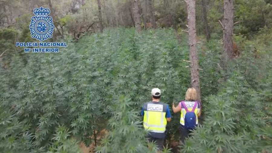 Spanjë/ Plantacion gjigand me 10 ton marihuanë në mes të pyllit, arrestohen dy shqiptarë