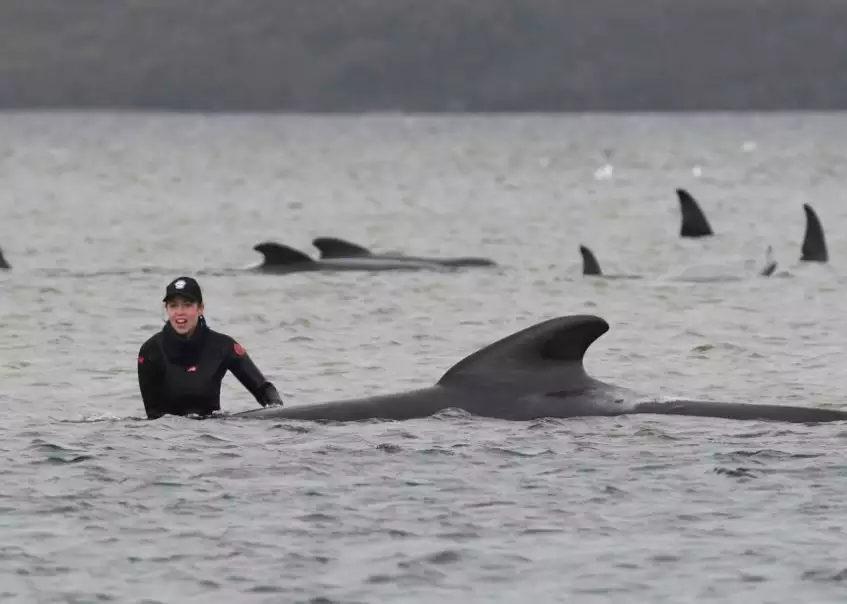 Australia shpëton 25 balena të ngecura në rërë, operacioni vazhdon