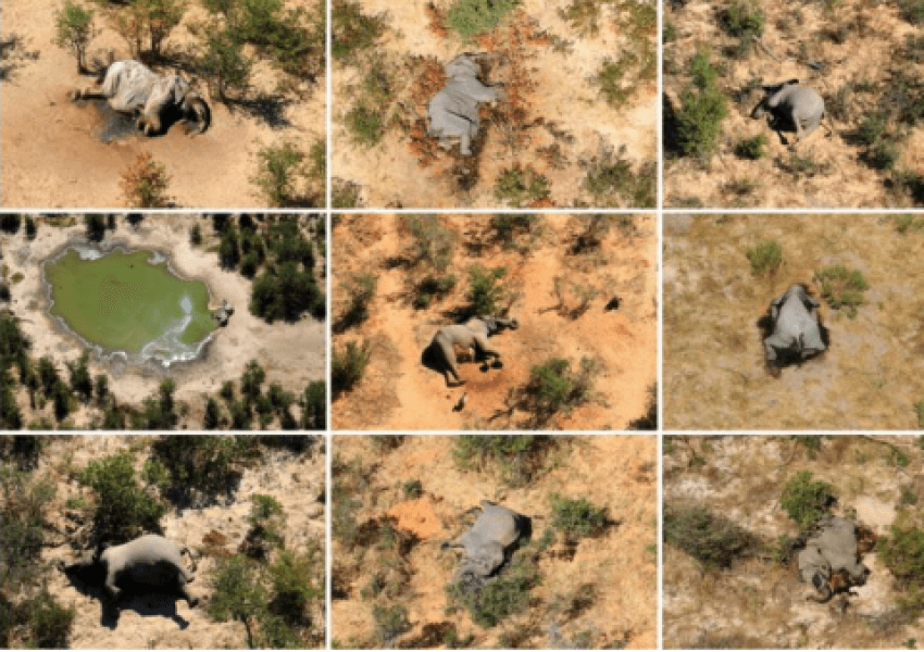 Zbulohet arsyeja e vdekjeve të mistershme të elefantëve në Botsvana