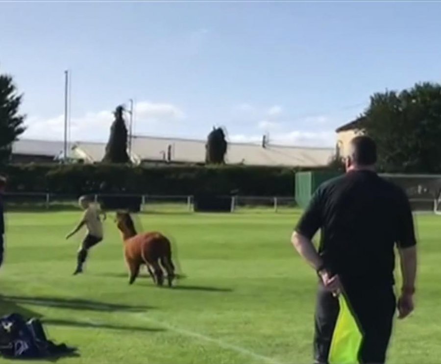 VIDEO/ Kulmi! Futbollistët ikin të shpëtojnë kokën, kur dhe lama rend pas topit