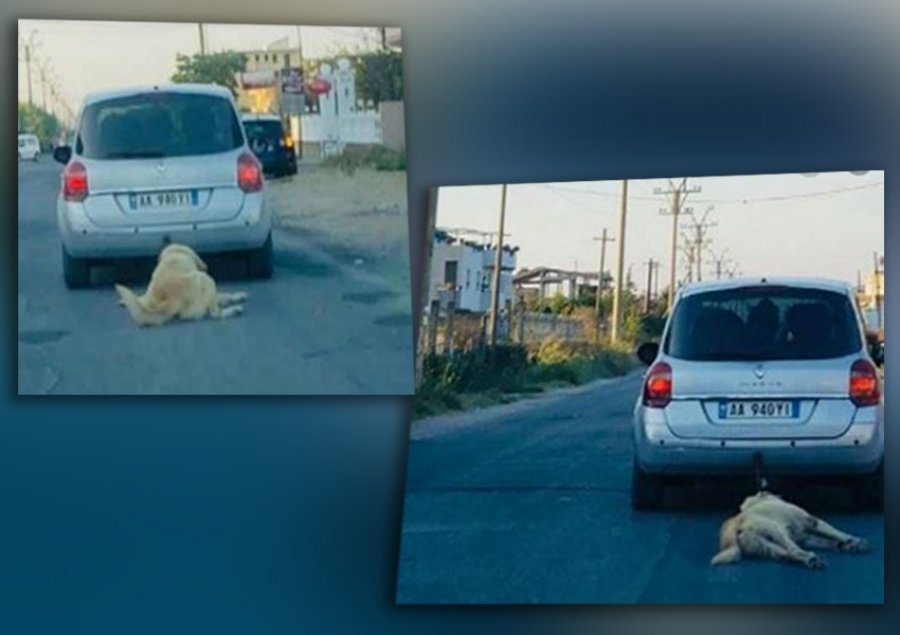 Ndërron jetën personi që masakroi qenin duke e tërhequr me makinë në Durrës