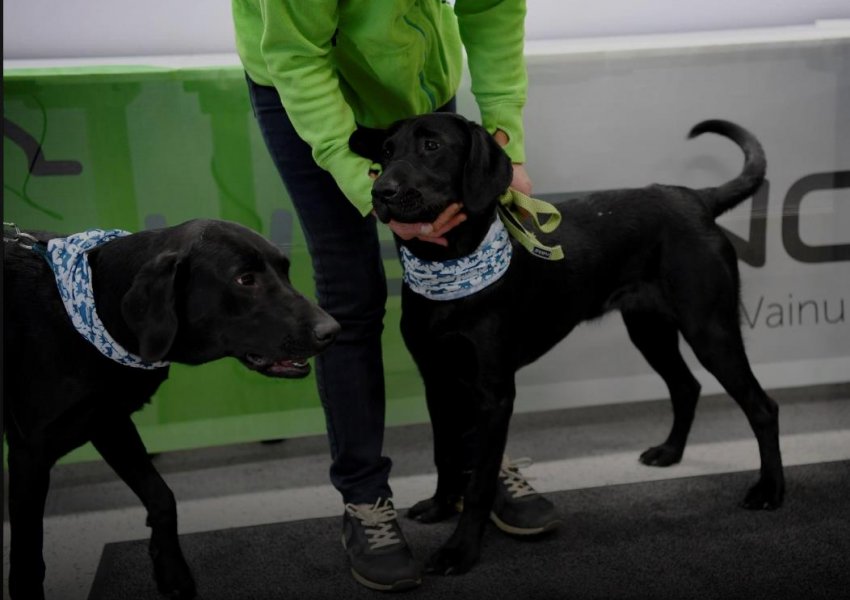 Nis testimi me qen në Finlandë, për pasagjerët me koronavirus