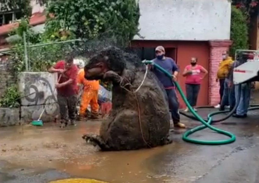  Një ‘mi gjigant’ gjendet në Meksikë