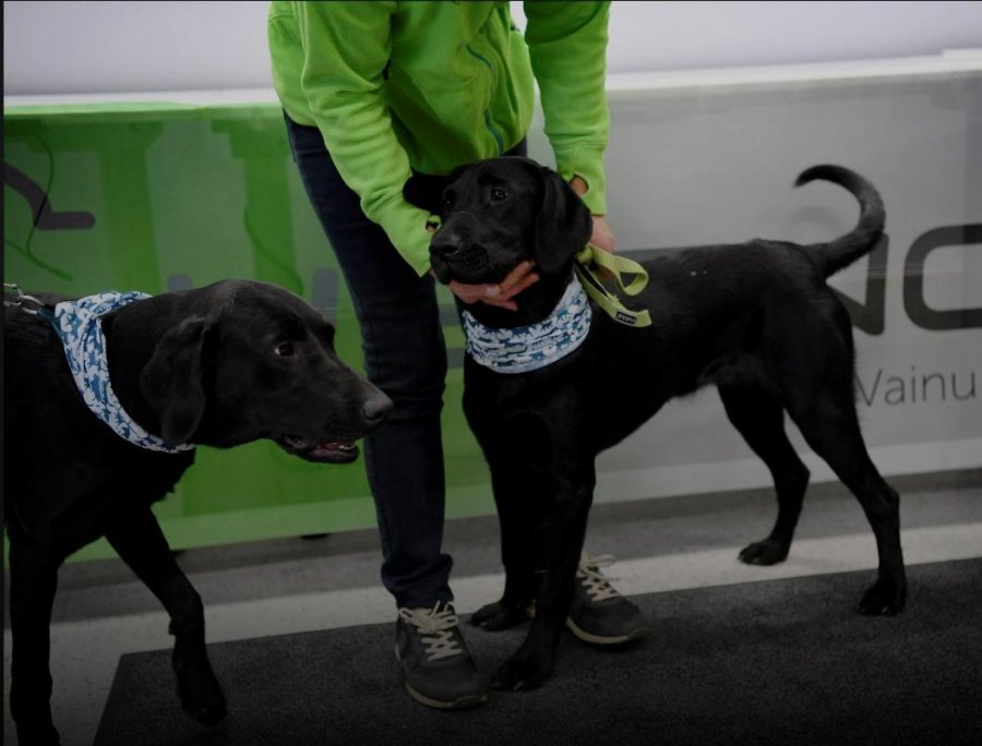 Nis testimi me qen në Finlandë, për pasagjerët me koronavirus