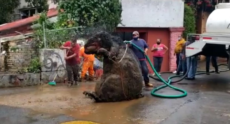 VIDEO/ Një ‘mi gjigant’ gjendet në Meksikë