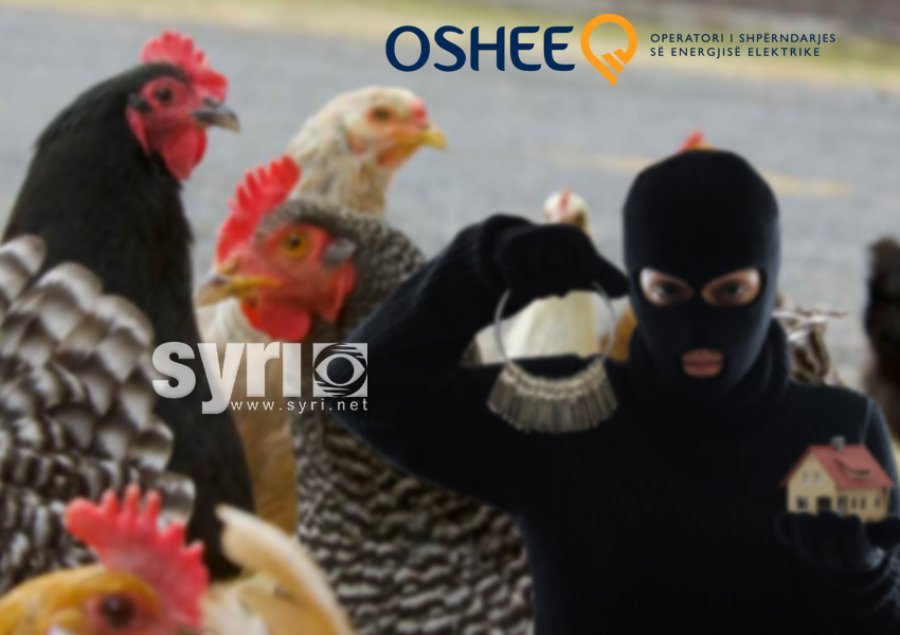 ‘Shkojnë për të rregulluar dritat, u vjedhin pulat fshatarëve’/ Denoncimi për punonjësit e OSHE