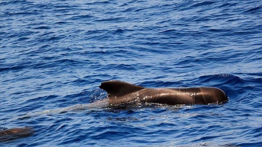 Australi, vijon operacioni i shpëtimit të balenave, mbi 100 të shpëtuar deri tan