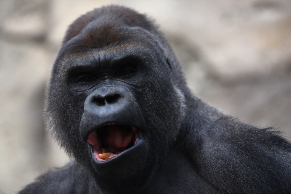 Gorilla sulmon me gurë rojtaren, i thyen kockat dhe e bën për spital
