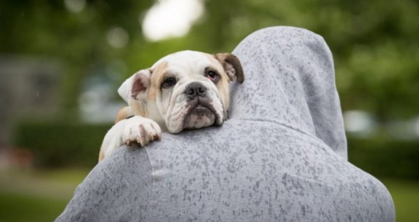 5 arsye të rëndësishme se pse duhet të adoptoni një kafshë shtëpiake