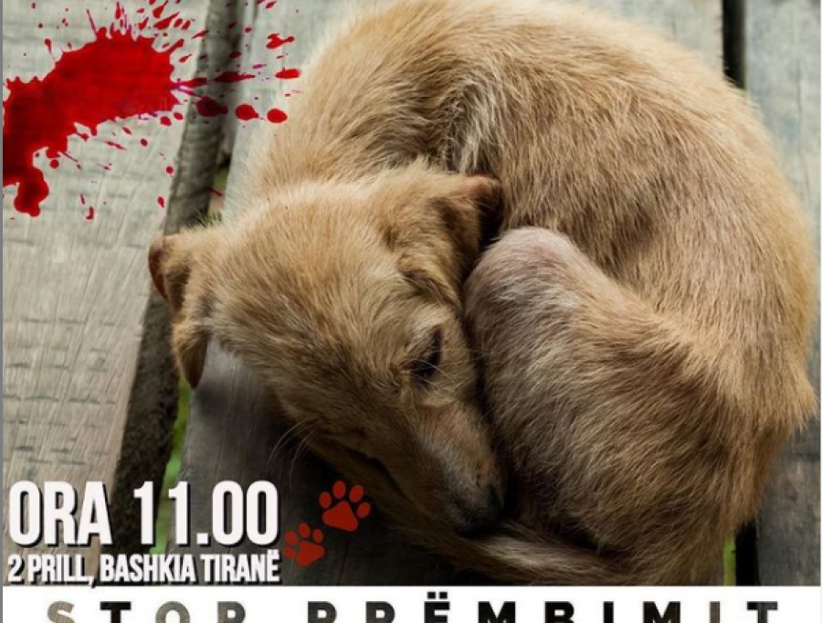 'Stop rrëmbimit dhe vrasjes së qenve'/ Nis protesta para Bashkisë së Tiranës