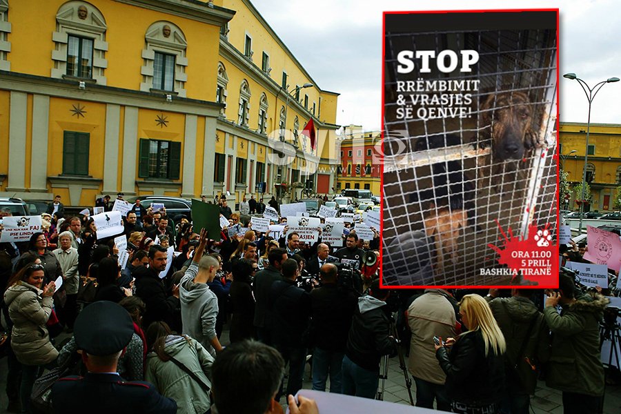 VIDEO/ Protesta kundër vrasjes së qenve, qytetarët para Bashkisë: Ku janë 970 milion lekët e fondit