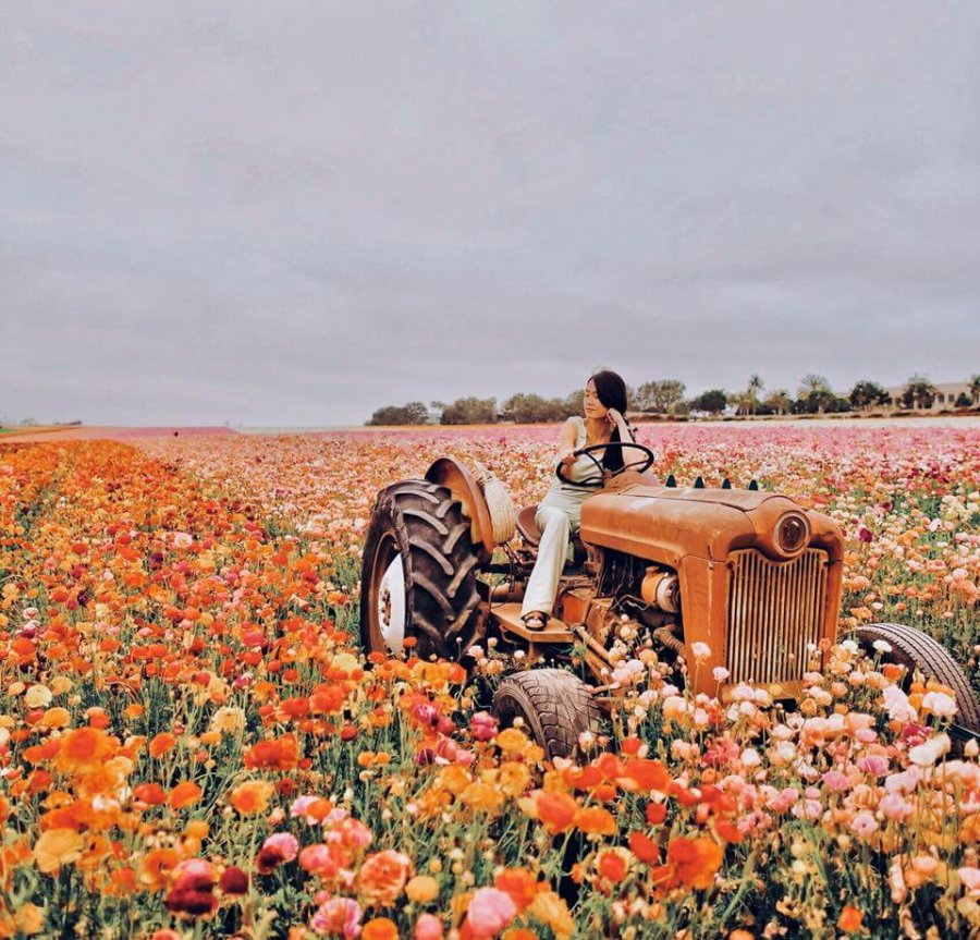 Fushat e luleve Carlsbad të Kalifornisë mirëpresin vizitorët nën lulëzim të plotë