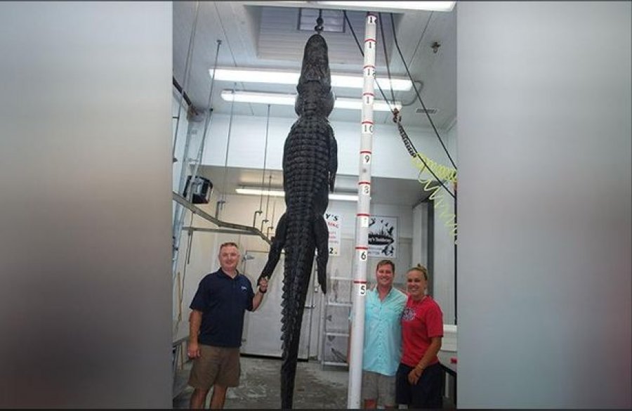 FOTO/ Zbulohet misteri 20-vjeçar pasi aligatori 4 metër i gjatë vritet dhe i çahet barku
