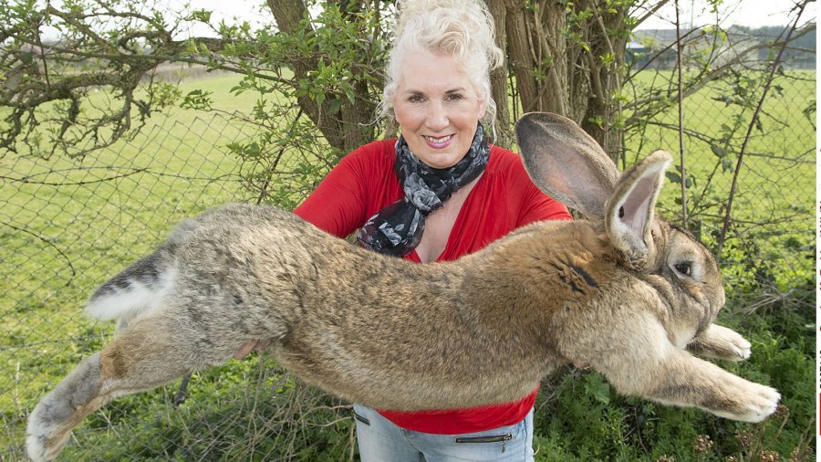 'Lepuri më i madh në botë' vidhet nga kopshti i tij në Worcestershire