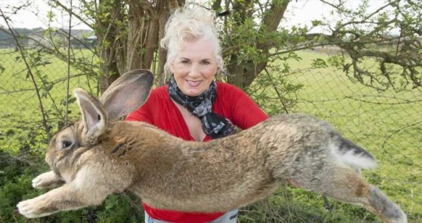 Zhduket lepuri më i madh në botë, Policia thotë se dikush e vodhi atë