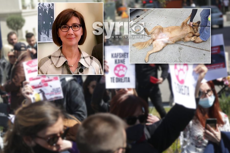 Protesta kundër vrasjes së qenve/ Organizatat italiane letër ambasadores Anila Bitri: Me vdekje, nuk ka pastrim