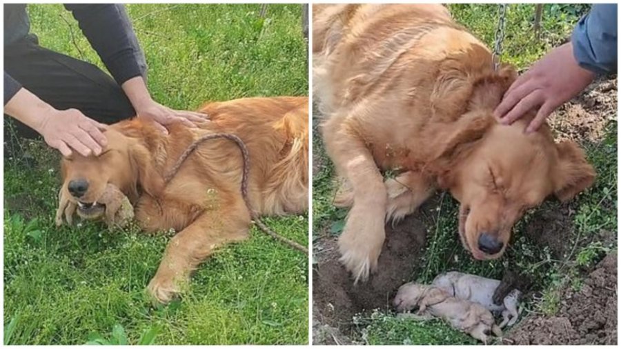 Video tronditëse/ Qeni humb të vegjlit e saj në lindje, refuzon t’i lërë ato