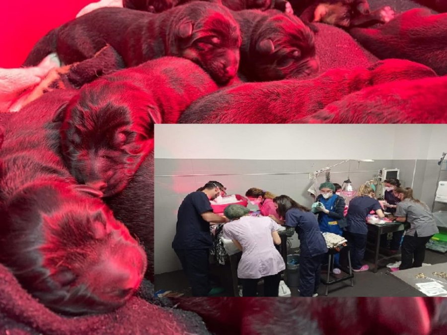 Ndërkohë që në Tiranë vriten çdo ditë, në Itali një klinikë e tërë veterinare asiston në lindjen e 11 qenve
