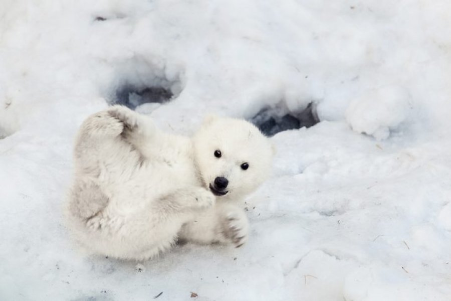 VIDEO: Minatorët zemër-brishtë shpëtojnë këlyshin e ariut polar