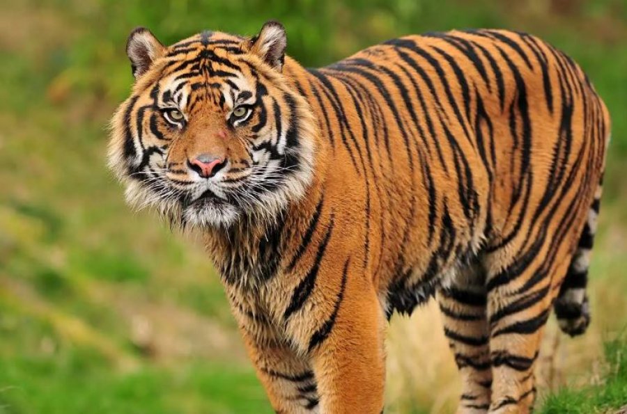 Tigri 25-vjeçar shpallet si më i vjetri në botë, merr çmimin Guinness