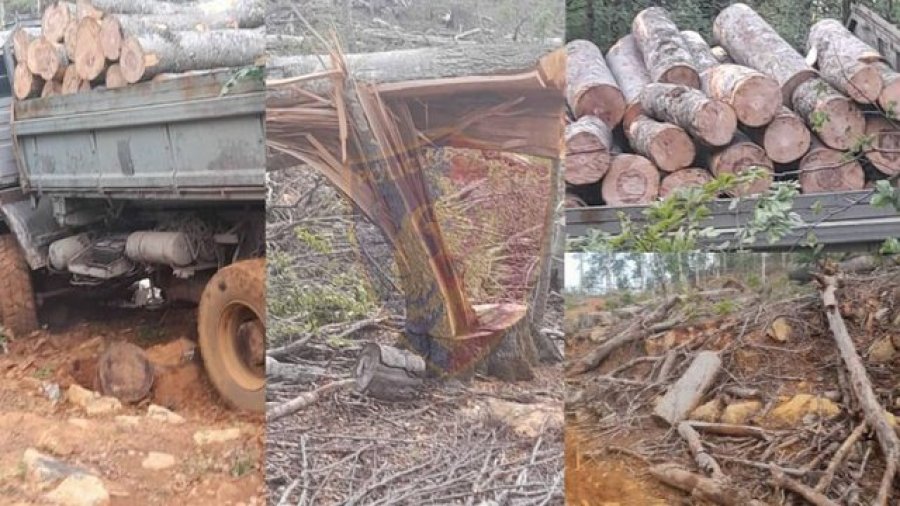 Prenë pyjet në mënyrë të paligjshme, dy të arrestuar në Dibër, nën hetim specialistët e Shërbimit Pyjor