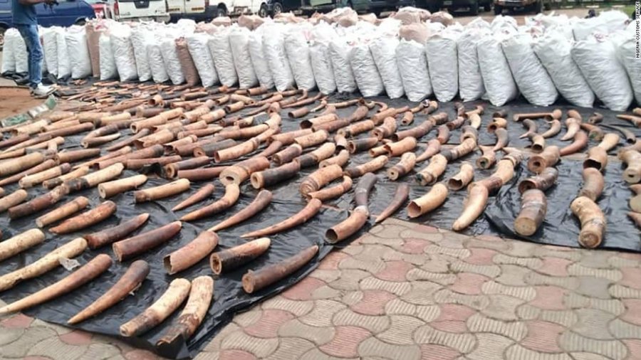 Nigeria konfiskon sasi rekord prej 54 mln dollarësh, dhëmbë elefanti dhe luspa pangolini