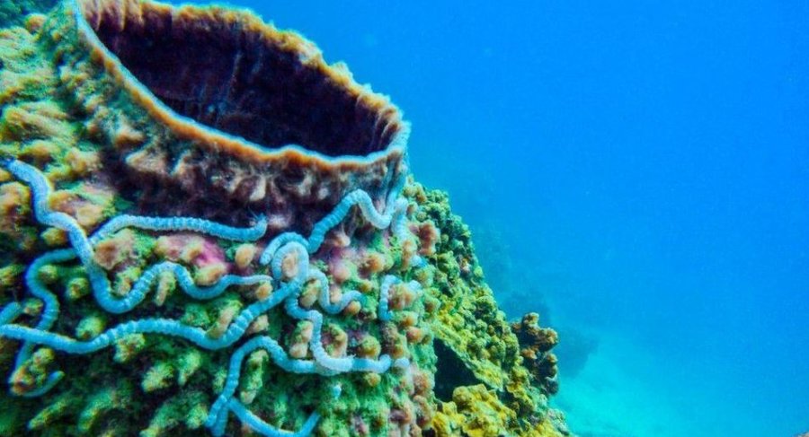 ‘Dëmtojnë koralet’, Tajlanda ndalon përdorimin e kremrave të diellit
