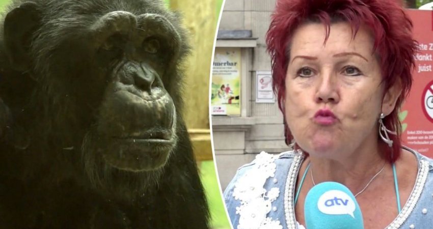 Gruaja ndalohet të hyjë në kopshtin zoologjik pas marrëdhënies së çuditshme me shimpanzenë