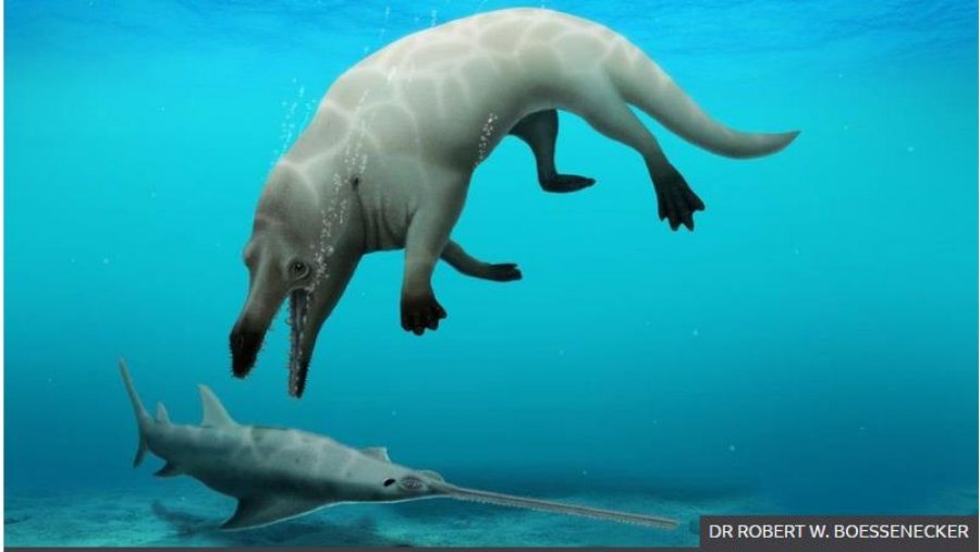 Lloje të reja të balenave të lashta me katër këmbë u zbuluan në Egjipt