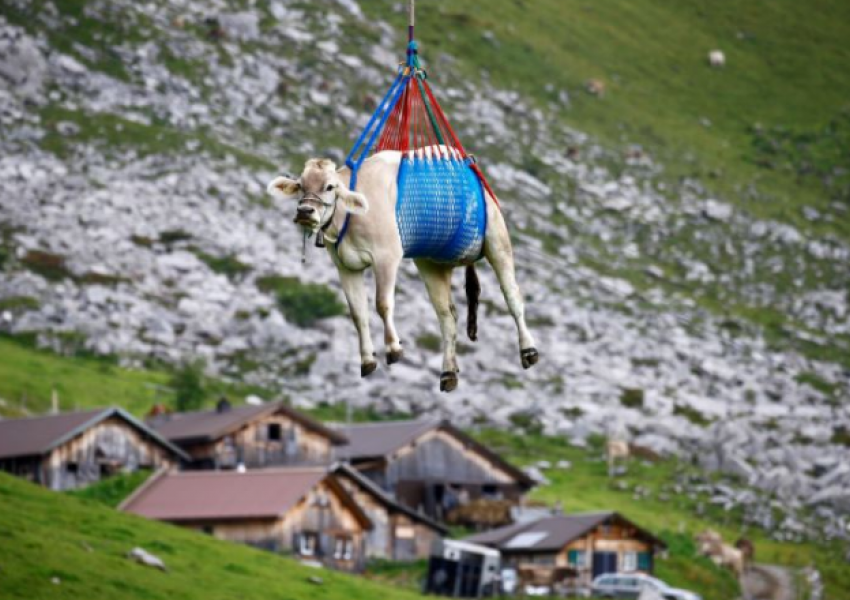 FOTO/ Lopët e plagosura në Zvicër mbahen me helikopter nga Alpet