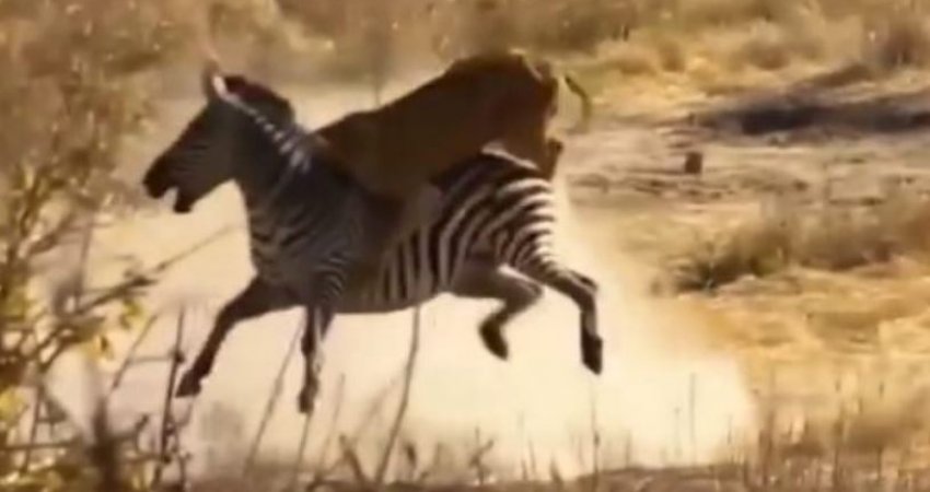Luani sulmon zebrën dhe përfundimi nuk është ashtu siç ndodh në shumicën e rasteve (Video)