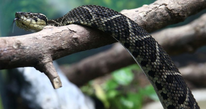 Studiuesit brazilianë e gjejnë 'ilaçin' e koronavirusit të helmi i një gjarpëri (Foto)
