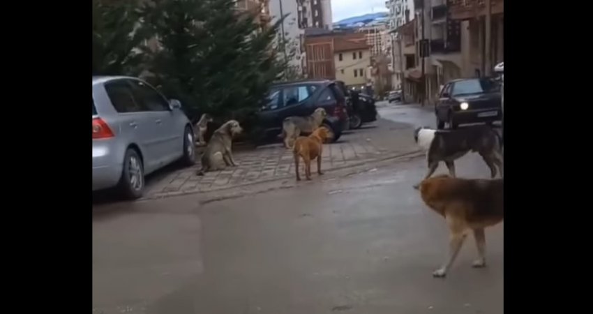‘Banda’ e qenve po ua nxin jetën banorëve në Prishtinë(video)