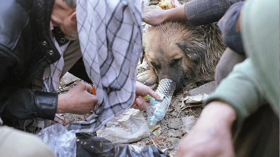 Tronditëse/ Ja pse të pastrehët u japin heroinë qenve në Afganistan